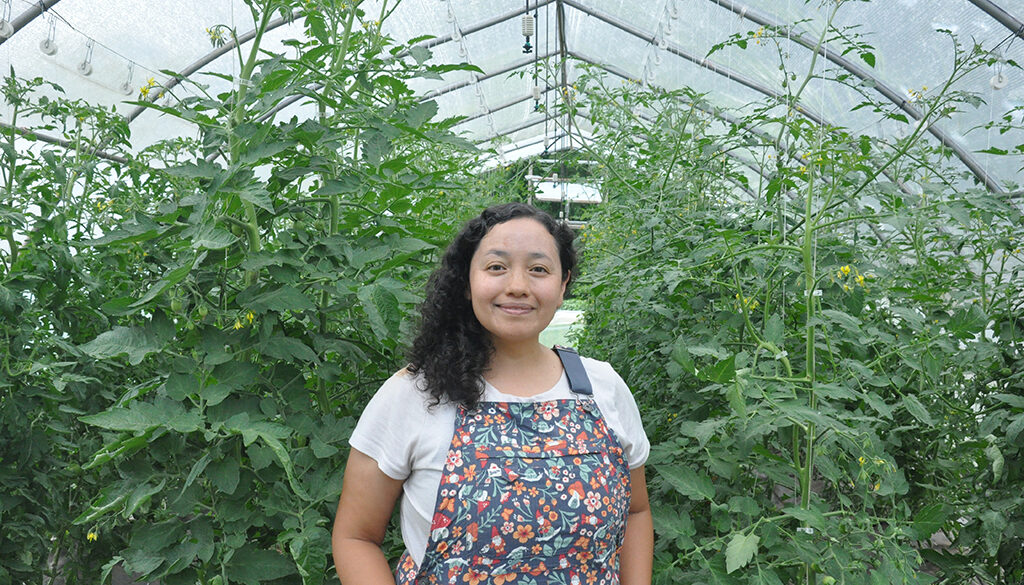 Angie Oliva-greenhouse tomatoes