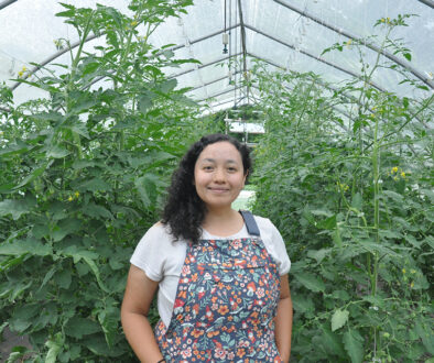 Angie Oliva-greenhouse tomatoes